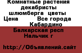 Комнатные растения, декабристы (шлюмберга) цветы › Цена ­ 300 - Все города  »    . Кабардино-Балкарская респ.,Нальчик г.
